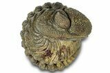 Wide Enrolled Morocops Trilobite - Morocco #323188-1